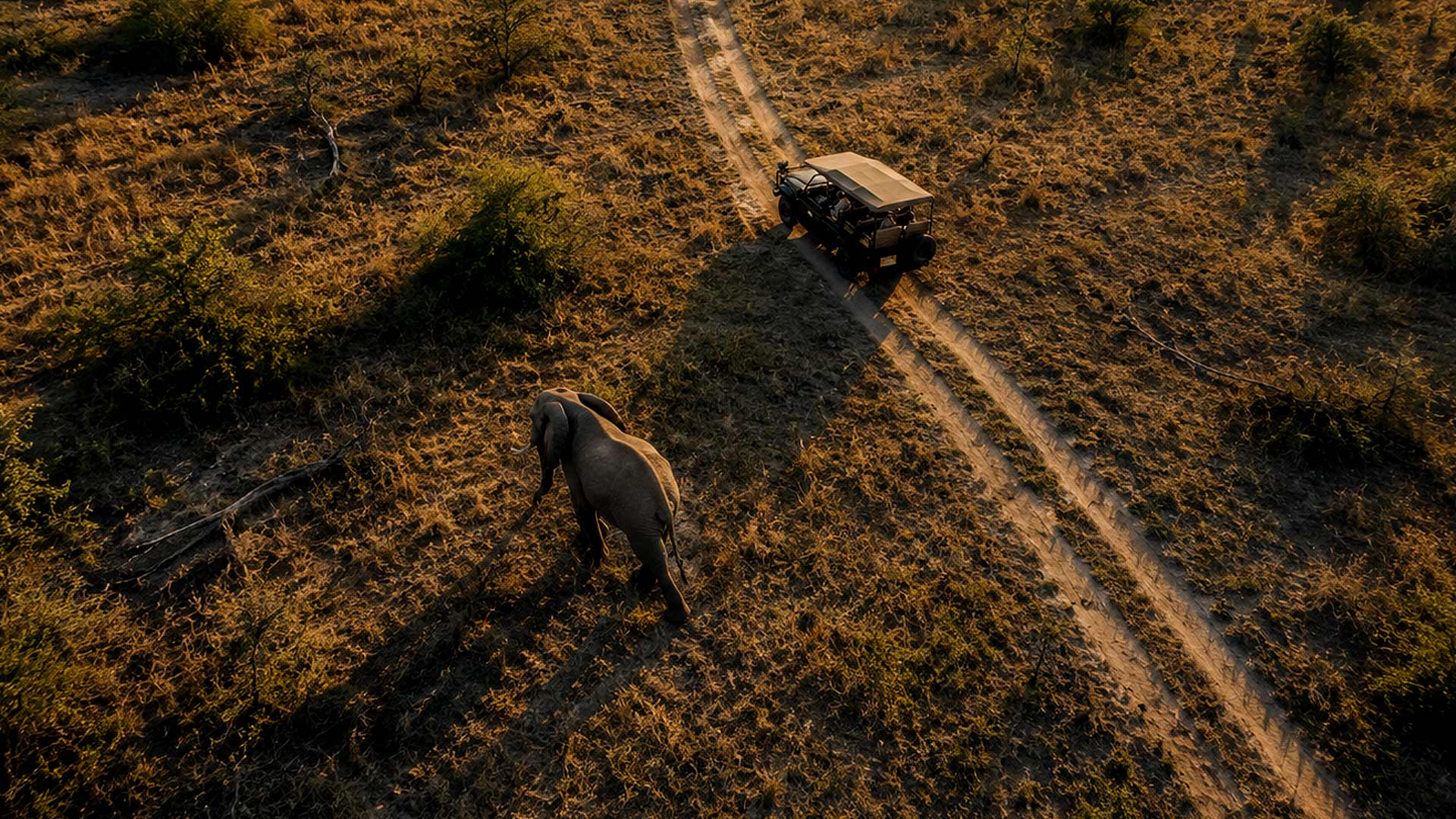 Safari